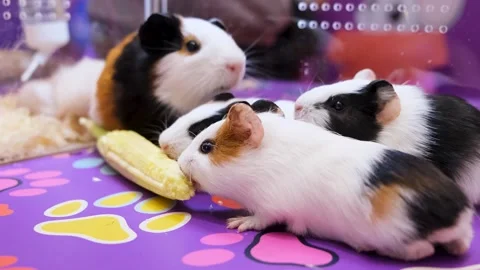 Guinea Pigs Enjoying Fresh Corn in colorful environment.  Guinea pigs play time Stock Footage 343822480