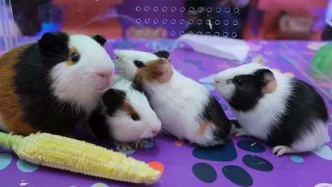Guinea Pigs Enjoying Fresh Corn. Little Guinea pigs eating food friendly. Stock Footage 343822790