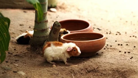 Guinea pigs exploring and feeding around clay bowls. Stock Footage 340261836