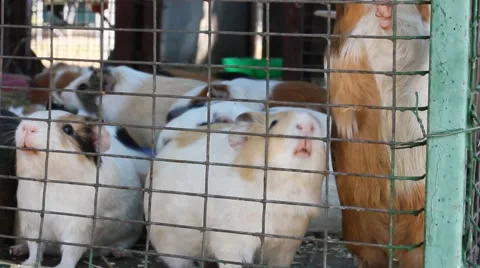 Guinea Pigs Feeding Inside Cage (HD). Stock Footage 69069717
