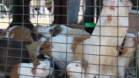 Guinea Pigs Feeding Inside Cage (HD). Stock Footage 69069726