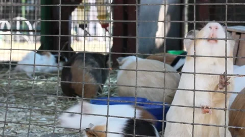 Guinea Pigs Feeding Inside Cage (HD). Stock Footage 69069759