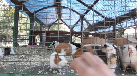 Guinea Pigs Feeding Inside Cage (HD). Stock Footage 69069856