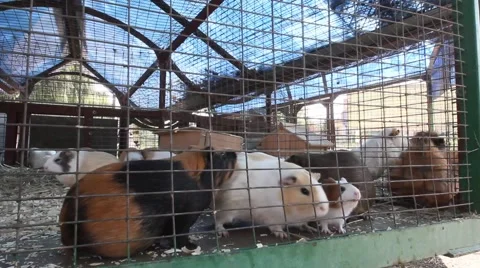 Guinea Pigs Feeding Inside Cage (HD). Stock Footage 69069905