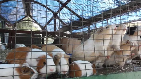 Guinea Pigs Feeding Inside Cage (HD). Stock Footage 69069910