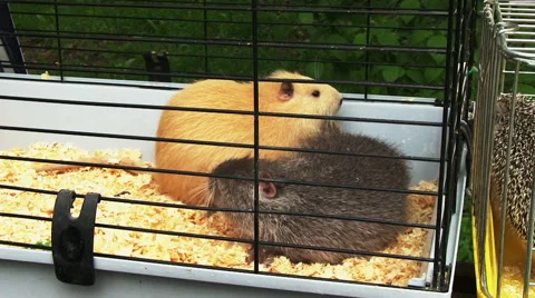 Guinea Pigs 스톡 동영상 45618210