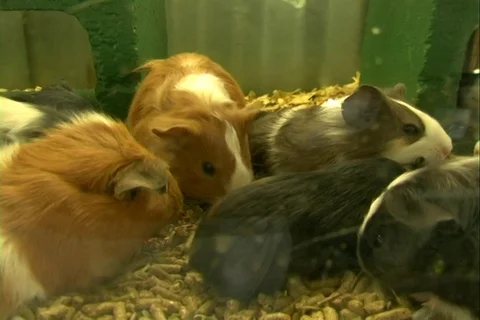 Guinea pigs Stock Footage 107067880