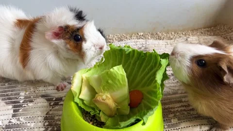 Guinea Pigs Gnawing Fresh Cabbage Close-Up – Cute Rodents Eating Vegetables Stock Footage 330166540