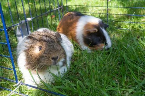 Guinea pigs in grass Stock Photos