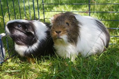 Guinea pigs in grass Stock Photos