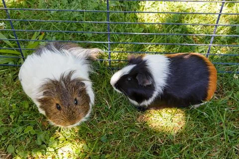 Guinea pigs in grass Stock Photos