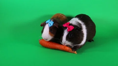 Guinea pigs on green screen. Cavy Pig eating carrot food. Video stock 90226148