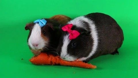 Guinea pigs on green screen. Cavy Pig eating carrot food. Video stock 90227181
