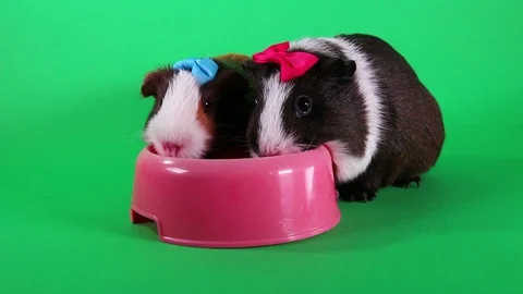 Guinea pigs on green screen. Cavy Pig eating carrot food. Video stock 90228592