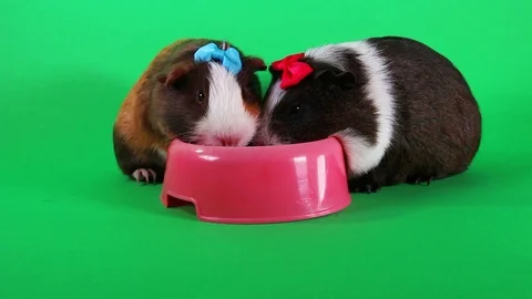 Guinea pigs on green screen. Cavy Pig eating carrot food. Stock Footage 90229236