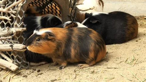 Guinea pigs by the hideout, 4K Stock Footage 114642024