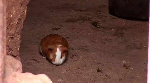 guinea pigs in a hut in Peru Stock Video Pond5