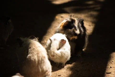 Guinea pigs moving in the shadow 写真素材
