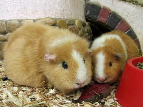 Guinea pigs Stock Photos
