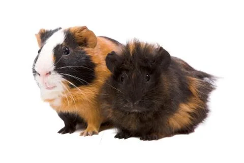 Guinea pigs Stock Photos