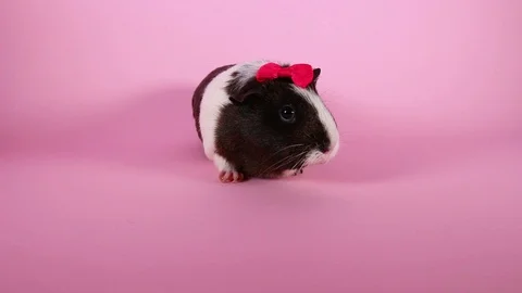 Guinea pigs on pink screen background. Cute cavys. Pig in pink. Stock Footage 90226113