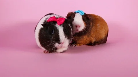 Guinea pigs on pink screen background. Cute cavys. Pig in pink. Video stock 90227023