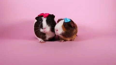Guinea pigs on pink screen background. Cute cavys. Pig in pink. Video stock 90227877