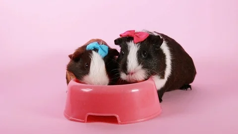 Guinea pigs on pink screen background. Cute cavys. Pig in pink. Video stock 90228787