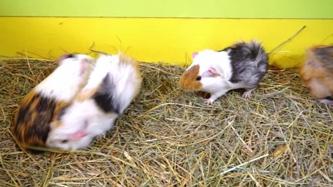 Guinea pigs play and interact in a colorful enclosure with hay and toys at a pet Stock-Footage 331368534