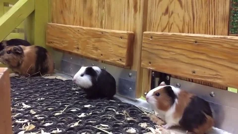 Guinea pigs run away Stock Footage 78942856