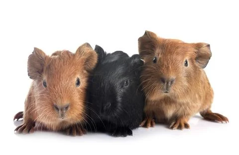 Guinea pigs in studio Stock Photos