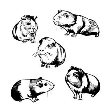 Guinea pigs. Vector   illustration. Stock Illustration