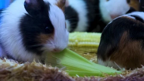 Guinea Pigs vs. sweat Corn rap, Hungry Guinea Pigs Enjoying Fresh Corn, Video stock 343821745