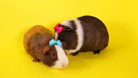 Guinea pigs on yellow screen. Cavy pig eating. Stock Footage 90226048
