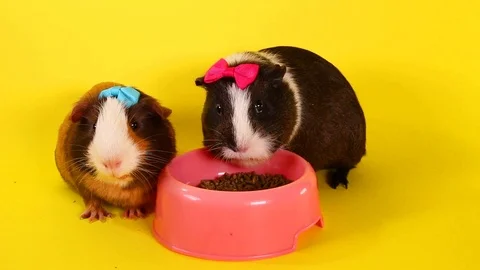 Guinea pigs on yellow screen. Cavy pig eating. Video stock 90226905