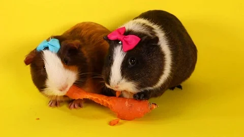 Guinea pigs on yellow screen. Cavy pig eating. Video stock 90228392