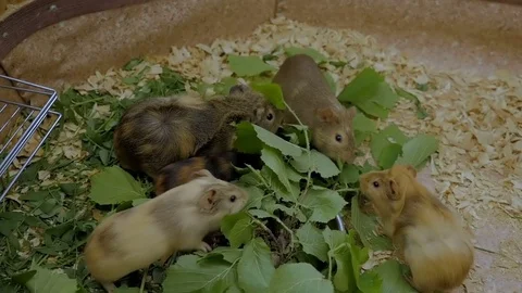 Guinea Pigs at the Zoo Stock Footage 77857916