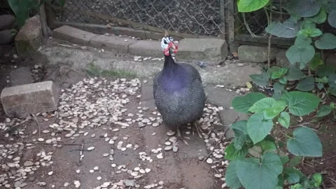 Guineafowl in a Garden Setting Stock Footage 293100393