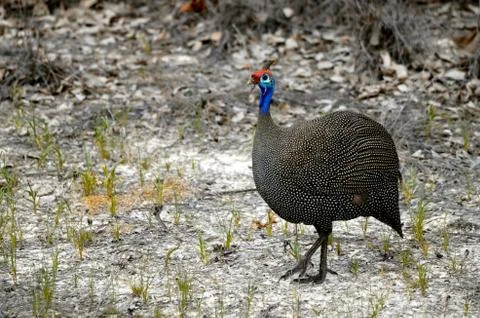 Guineafowl Stock Photos