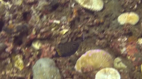 Guineafowl puffer Stock Footage 10738029