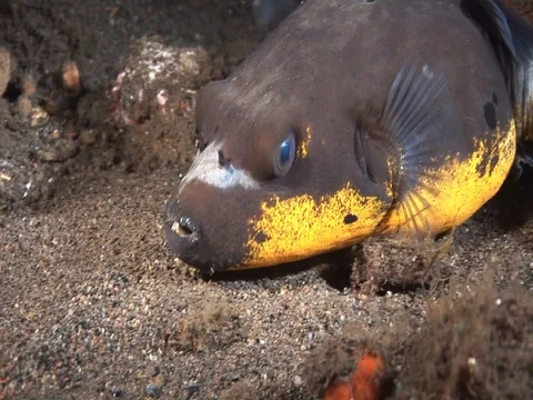 Guineafowl puffer Stock Footage 98669546