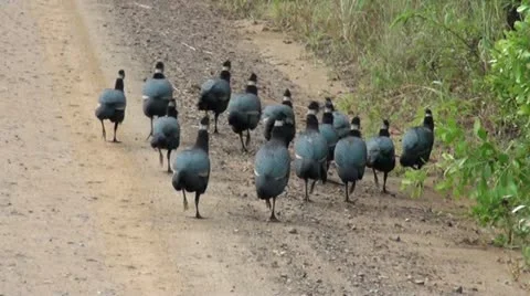 Guineafowl1 Stock Footage 11070451