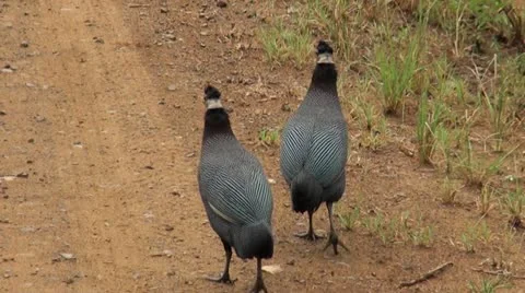 Guineafowl2 Stock Footage 11070541