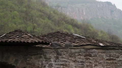 Guineafowls on a stone wall Stock Footage 40341310