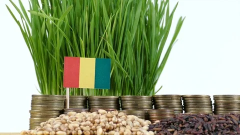 Guinean flag with stack of money coins and piles of wheat and rice seeds Stock Footage 71933601