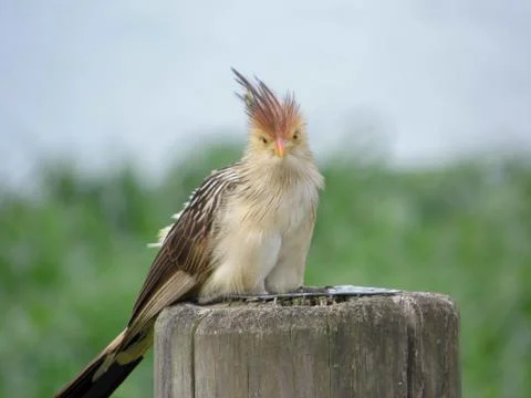 Guira Cuckoo looking at the camera while perched in a wood stump Stock Photos