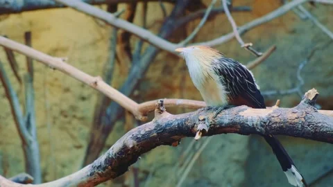 Guira Cuckoo Perching on Dead Branch in Natural Outdoor Setting Stockbeeldmateriaal 342714473