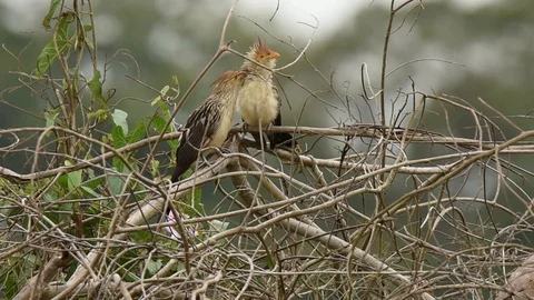 Guira Cuckoos allopreening Stock Footage 86205785