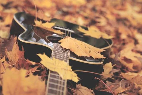 Guitar and leafs in the forrest Stock Photos