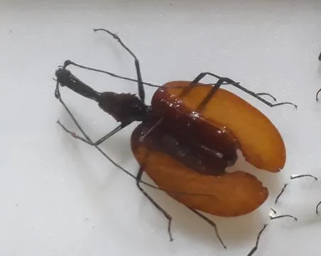 Guitar beetle 스톡 사진
